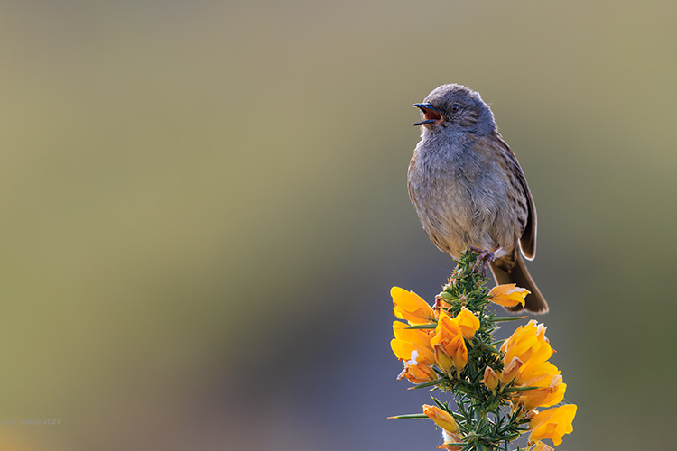 Saxicola rubicola Stonechat juvenile